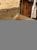 Tree – lines – small